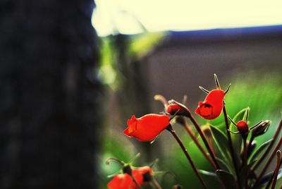 Close-up of red flowers blooming outdoors