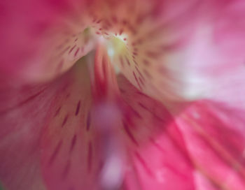 Close-up of pink flowers