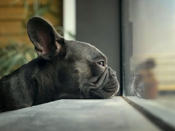 Close-up of a dog resting