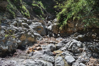 River amidst trees in forest