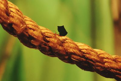 Close-up of rope on plant