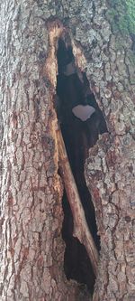 Close-up of tree trunk