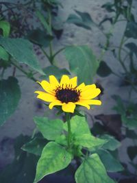 Close-up of yellow flower blooming outdoors