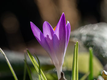 Close-up of purple crocus flower