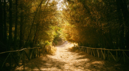 Trees in forest during autumn