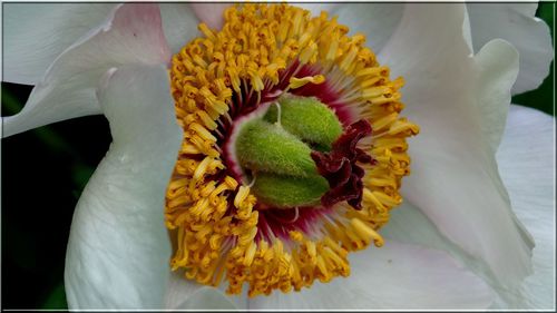 Close-up of yellow flower