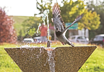 Bird flying in a park