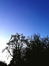 Low angle view of silhouette trees against blue sky