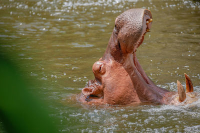 Hippopotamus in lagoon, open zoo, thailand.