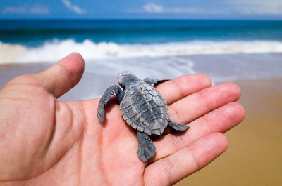 Cropped image of man carrying young turtle at beach