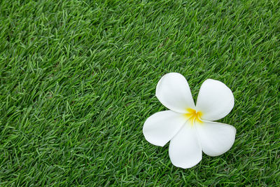 High angle view of white flowering plant on field