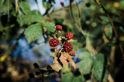 Close-up of berries growing on tree