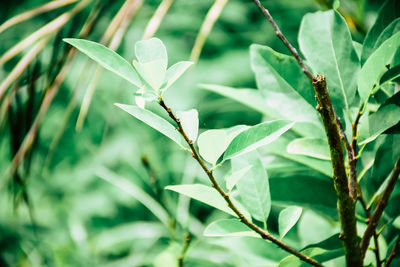 Close-up of plant