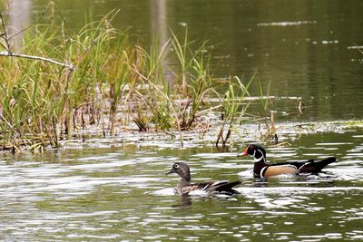 Ducks swimming in lake