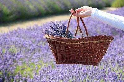 Cropped hand of woman holding harvested flowers in wicker basket on field