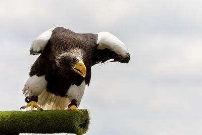 bird