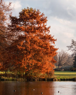 Trees by lake against sky during autumn