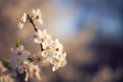 Close-up of white cherry blossom