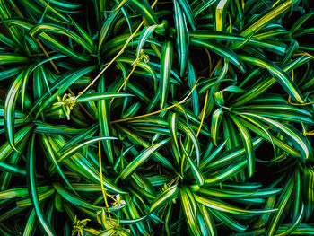 Full frame shot of fresh green plants