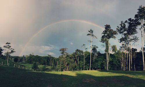 Scenic view of rainbow over trees against sky