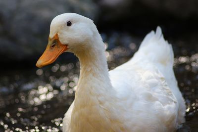 Close-up of a duck