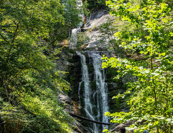 Scenic view of waterfall in forest