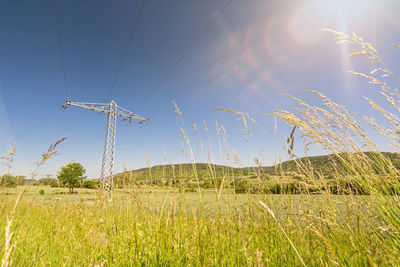 Plants on field against sky
