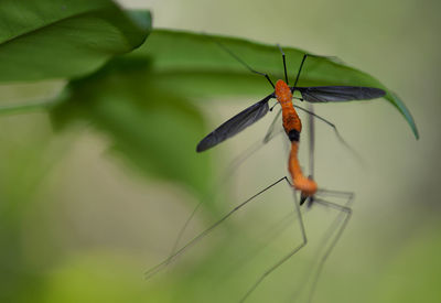 Two flies inside rain forest at ba den mountain in vietnam