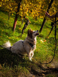 Full length of a dog looking away on field