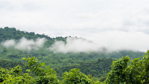 Scenic view of forest against sky