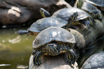 Close-up of tortoise over pond