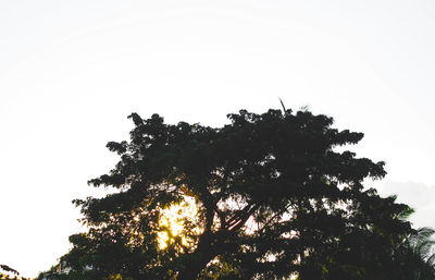 Low angle view of trees against clear sky