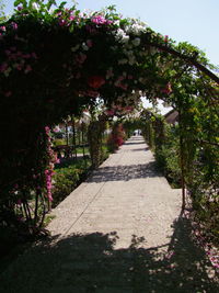 Flower trees and plants in sunlight