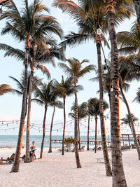 Palm trees on beach against sky