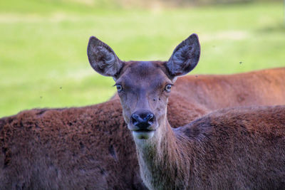 Portrait of deer on field