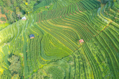 Scenic view of rice paddy