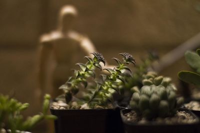 Close-up of potted plant