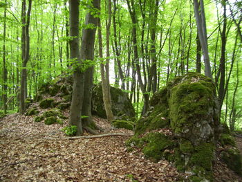 View of trees in forest