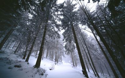 Low angle view of trees in forest during winter