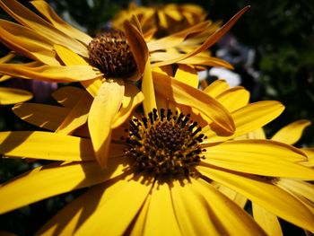 Close-up of yellow flower blooming outdoors