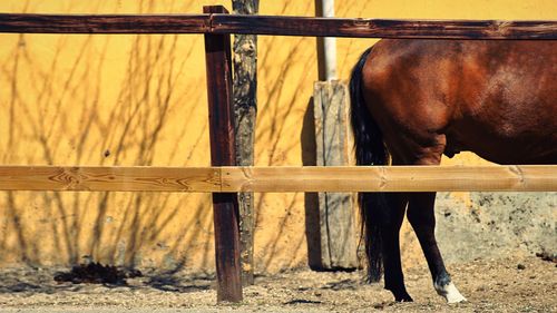 View of horse in stable