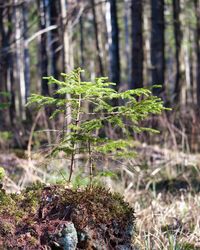 Close-up of plant growing on tree trunk