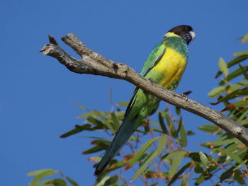 Low angle view of bird perching on tree against sky