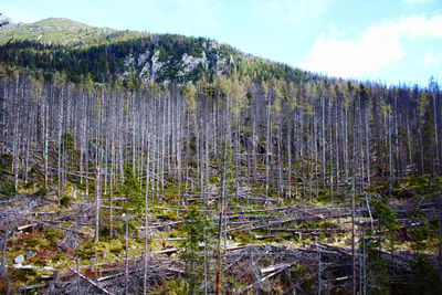 Plants growing on land against sky