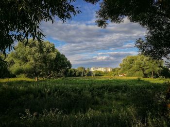 Trees on field against sky