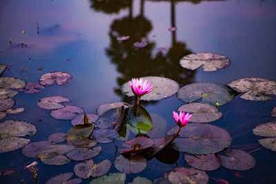 Close-up of pink water lily in lake