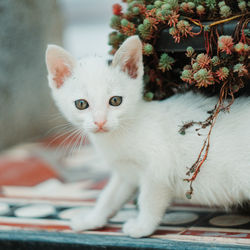 Close-up portrait of white cat