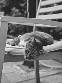 Close-up of a cat sleeping