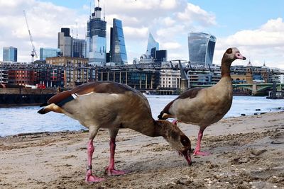 View of birds on beach against buildings