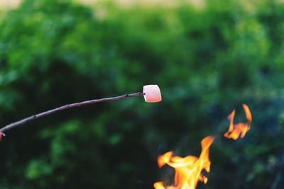 Close-up of marshmallow hanging on stick over bonfire